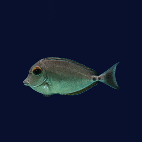 Naso annulatus M