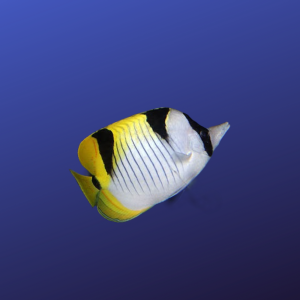 Chaetodon falcula
