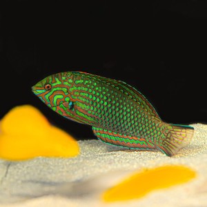 Macropharyngodon meleagris L #1
