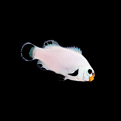 Amphiprion Ocellaris White Wyoming