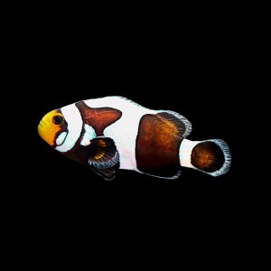 Amphiprion Ocellaris DaVinci Chocolate