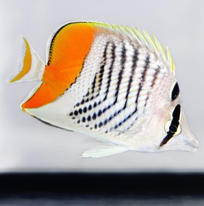 Chaetodon madascarensis
