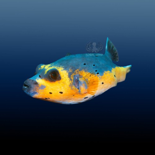 Arothron Nigropunctatus M