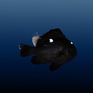 Dascyllus trimaculatus
