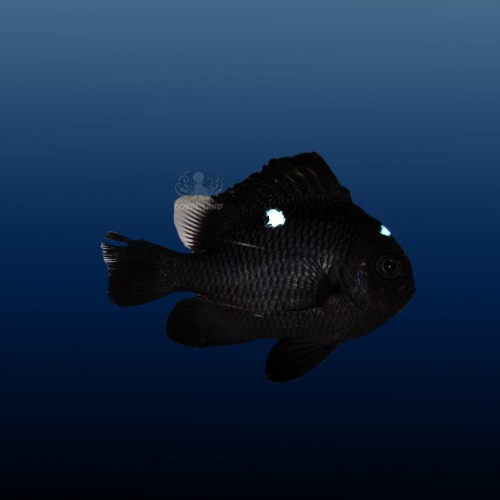 Dascyllus trimaculatus