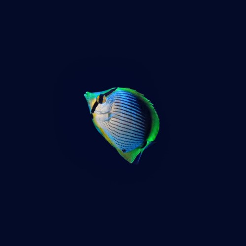 Chaetodon melannotus