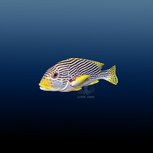 Plectorhinchus lineatus (M)