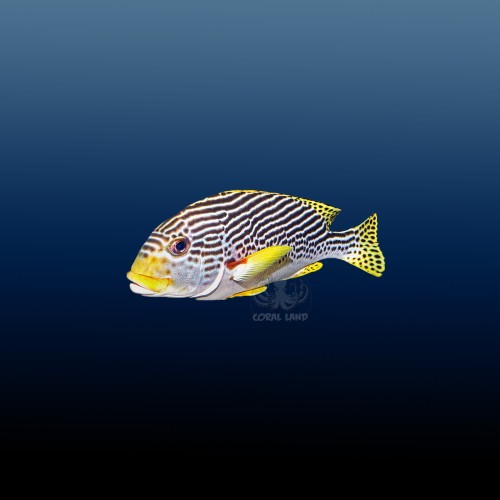 PLECTORHINCHUS LINEATUS M
