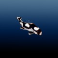 PLECTORHINCHUS LINEATUS M