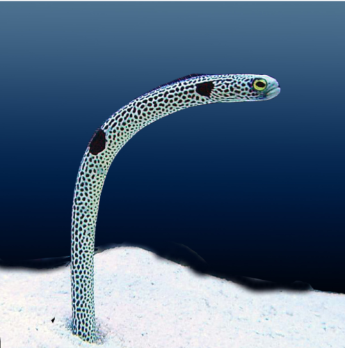 HETEROCONGER HASSI