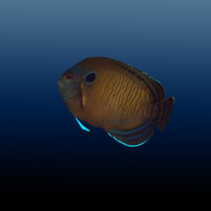 Centropyge multispinis