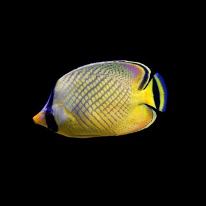 Chaetodon rafflesi (M)