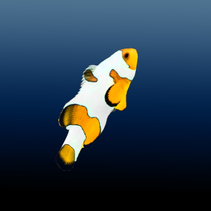 Amphiprion ocellaris snowflake (S) Błazenek