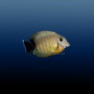 Acanthurus tristis M - pokolec