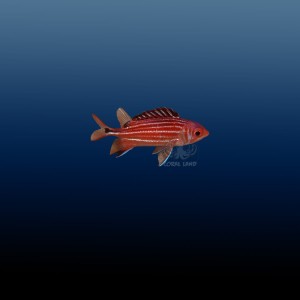 Sargocentron cornutum