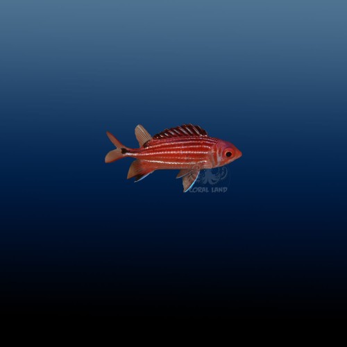 Sargocentron cornutum