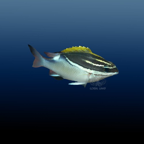 Scolopsis bilineatus