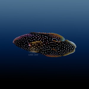 Calloplesiops altivelis L Strzępiel Kometa
