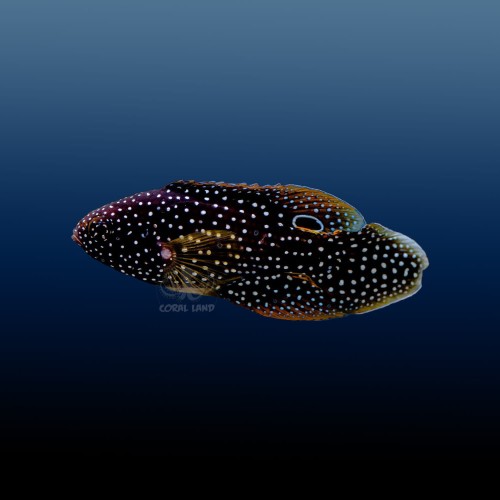Calloplesiops altivelis L Strzępiel Kometa
