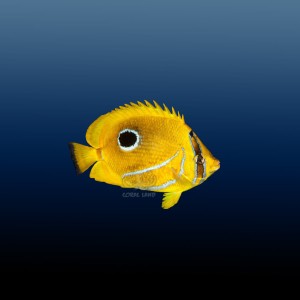 Chaetodon bennetti M