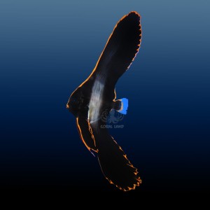 Platax pinnatus M