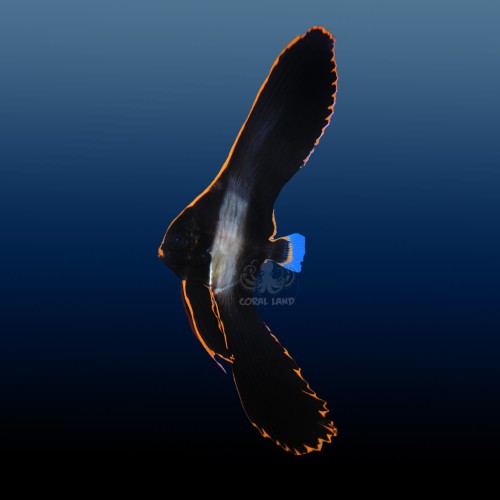 Platax pinnatus M