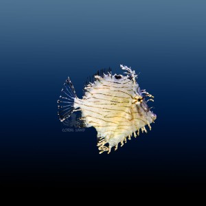 Chaetoderma pencilligera M