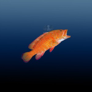 Cephalopholis miniata M 