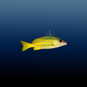 Lutjanus kasmira