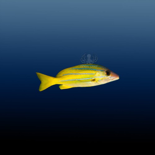 Lutjanus kasmira