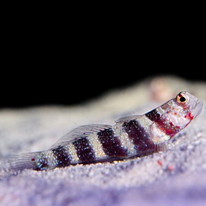 Amblyeleotris wheeleri (M) babka
