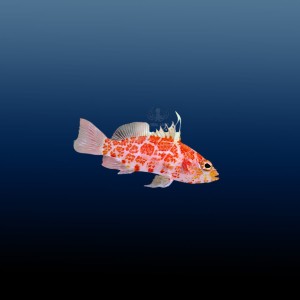 Plectranthias inermis (M)
