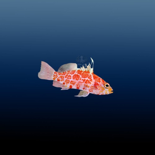 Plectranthias inermis (M)