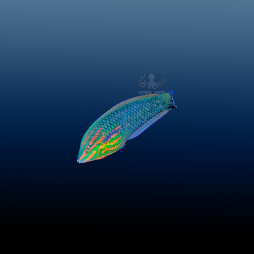 Halichoeres Biocellatus M