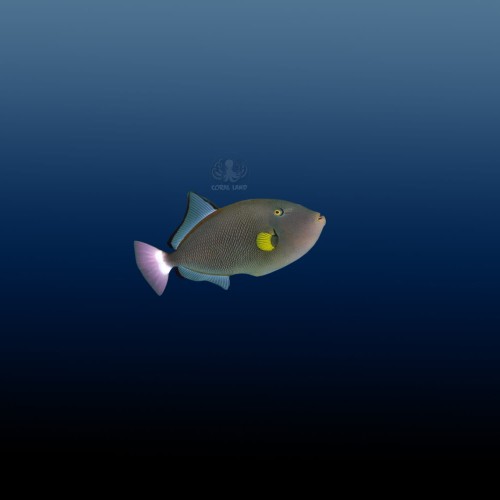 Melichthys Vidua (M)
