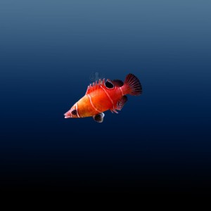 Wetmorella Wrasse (M)
