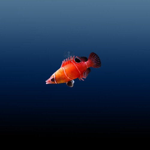 Wetmorella Wrasse (M)