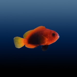 Amphiprion melanopus (M)