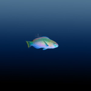 Scarus quoyi (M) Papugoryba