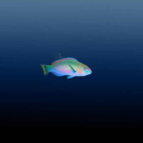 Scarus quoyi (M) Papugoryba