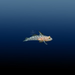 Ctenogobiops tangaroai babka
