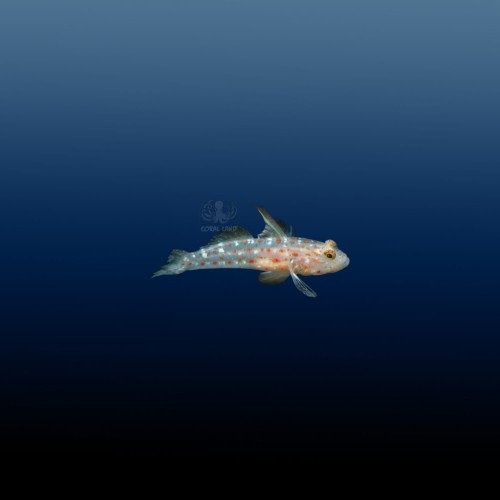Ctenogobiops tangaroai babka