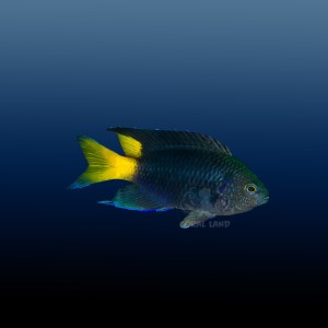 Pomacentrus caeruleopunctatus garbik