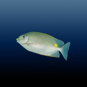 Siganus javus