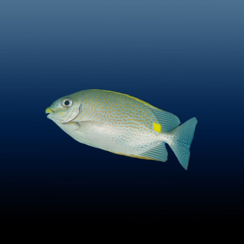 Siganus javus