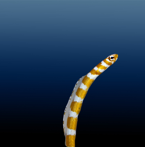 Heteroconger luteolus