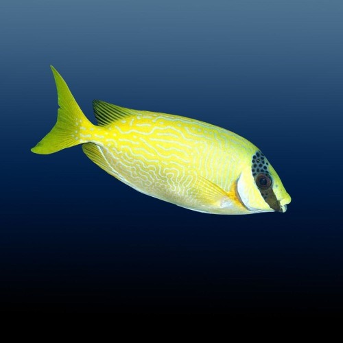 Siganus puellus M/S