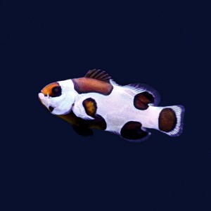 Amphiprion ocellaris  Storm S