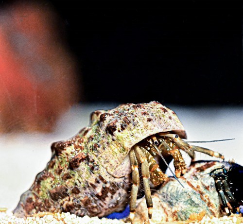 Clibanarius africanus krab