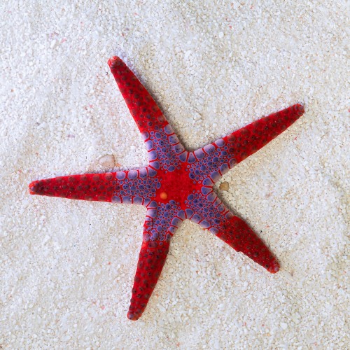 Fromia monilis purple - red